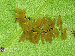 Simiskina phalia potina