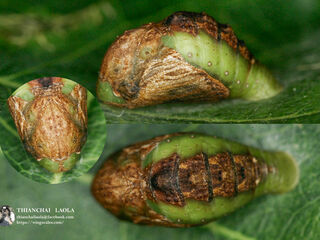 Cheritra freja evansi