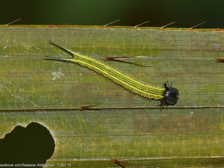 Elymnias panthera lutescens