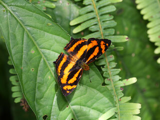 Symbrenthia lilaea luciana