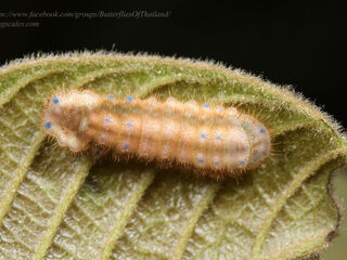 Araotes lapithis lapithis