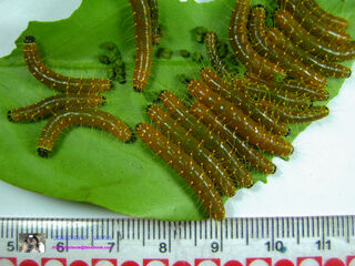 Delias hyparete indica