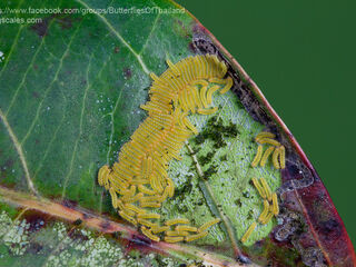 Poritia hewitsoni tavoyana