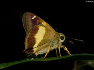 Hasora schoenherr gaspa