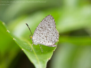 Allotinus unicolor rekkia