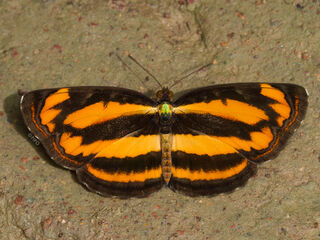 Pantoporia hordonia hordonia