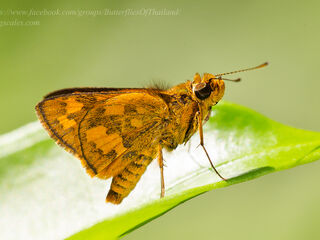 Potanthus ganda ganda