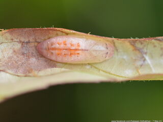 Arhopala muta maranda