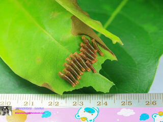 Papilio demolion demolion