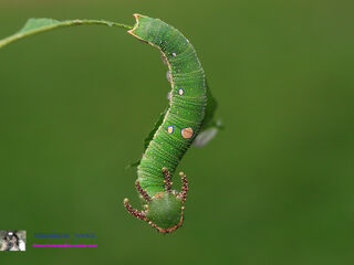 Charaxes bernardus hierax