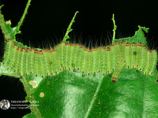 Simiskina phalia potina