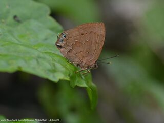 Surendra vivarna amisena