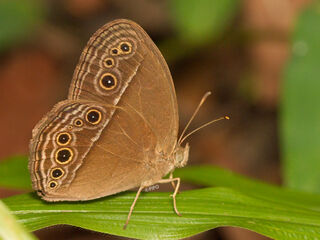 Mycalesis perseus tabitha