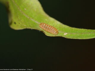 Iraota distanti distanti