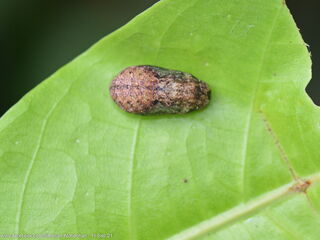 Iraota distanti distanti