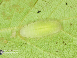 Arhopala birmana birmana