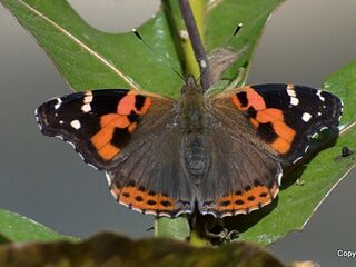 Vanessa indica indica