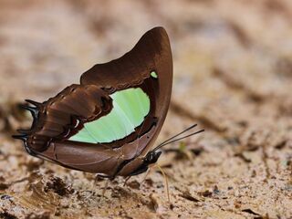 Polyura hebe chersonesus