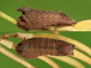 Pratapa icetoides icetoides