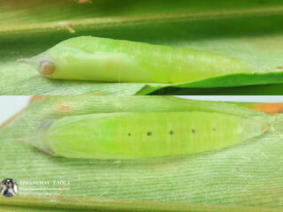 Ancistroides paralysos asawa