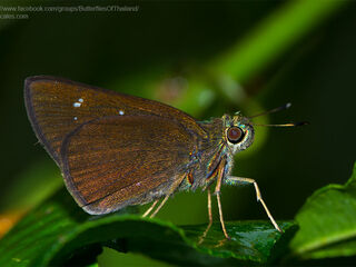 Caltoris cahira austeni