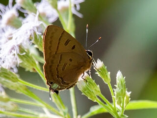 Rapala pheretima sequeira