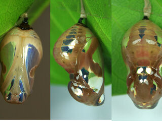 Euploea doubledayi doubledayi