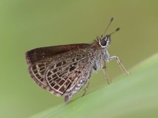 Aeromachus stigmata shanda