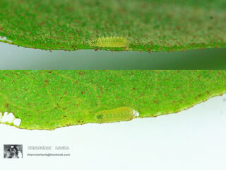 Neopithecops zalmora zalmora