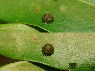 Euthalia evelina annamita