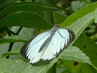 Pieridae (วงศ์ผีเสื้อหนอนกะหล่ำ)