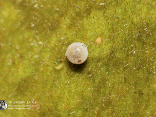 Virachola perse perse