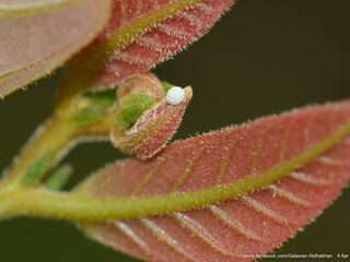 Arhopala muta maranda