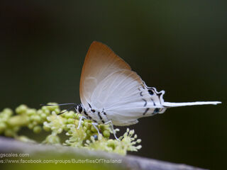 Jacoona anasuja nigerrima