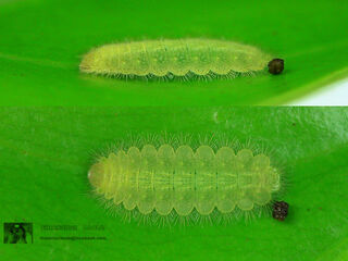 Zemeros flegyas allica