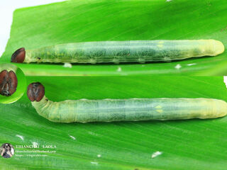 Ancistroides paralysos asawa