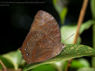 Melanitis phedima ganapati