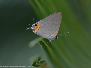 Pratapa icetoides calculis