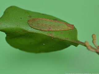 Tajuria deudorix ingeni