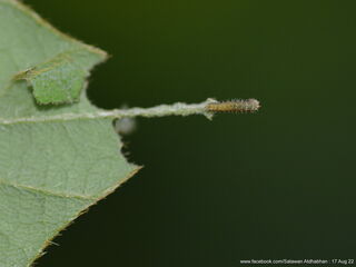 Neptis duryodana nesia