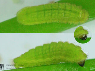 Chilades lajus lajus