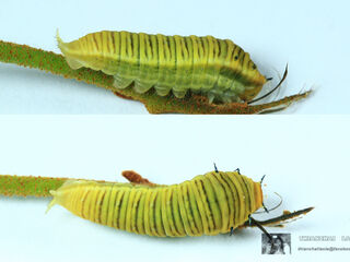 Graphium antiphates nebulosus