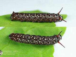 Ideopsis similis persimilis