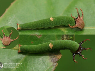 Polyura schreiber assamensis