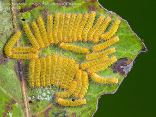 Poritia hewitsoni tavoyana