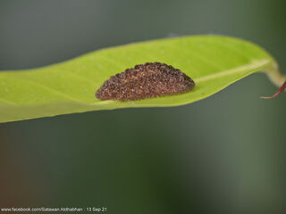 Iraota distanti distanti