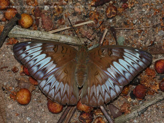 Euthalia kanda marana