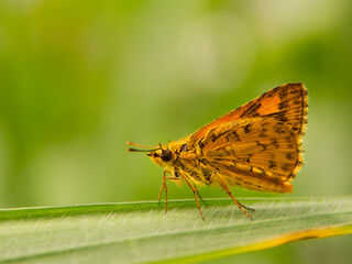 Ampittia dioscorides camertes