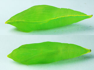 Catopsilia pyranthe pyranthe