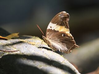 Neorina crishna archaica